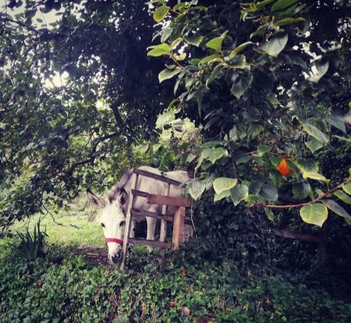 Villa La Casa Di Mo Albisola Superiore Exterior foto